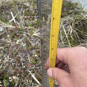 Measuring a Luzla confusa inflorescence in 2024